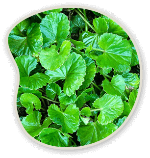 Gotu Kola