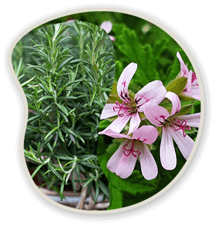 Rosemary & Pelargonium Graveolens